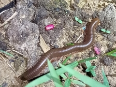 Trigoniulidea