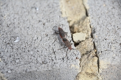 Leptocoris tagalicus