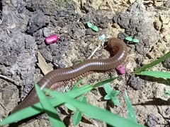 Trigoniulidea