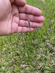Zoysia