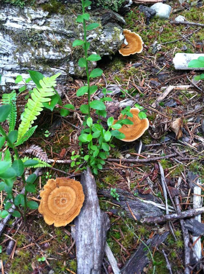 Coltricia perennis image