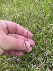 Zoysia