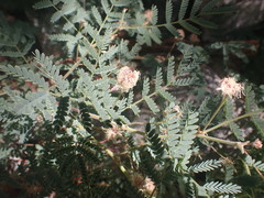 Mimosa grahamii