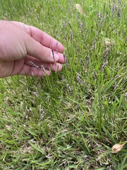Zoysia