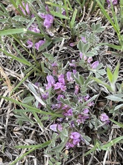 Astragalus tridactylicus