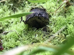 Sarcodon carbonarius