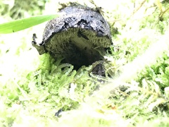 Sarcodon carbonarius