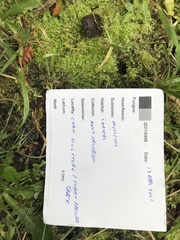 Sarcodon carbonarius