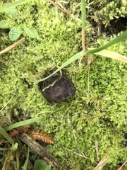 Sarcodon carbonarius