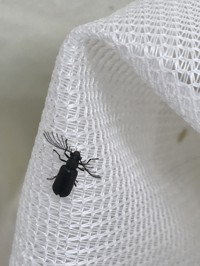 Eucrada robusta