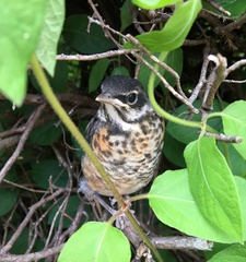 Turdus migratorius