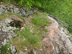 Cerastium arvense strictum