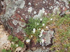 Cerastium arvense strictum