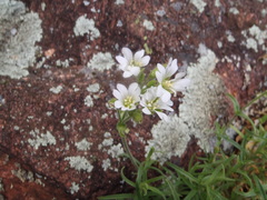Cerastium arvense strictum