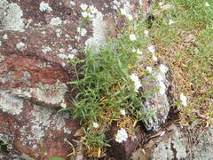 Cerastium arvense strictum