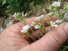 Cerastium arvense strictum