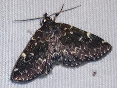 Idia scobialis