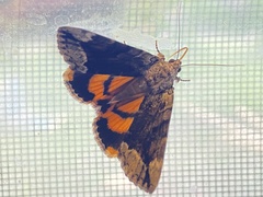 Catocala micronympha