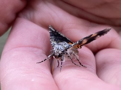 Catocala micronympha