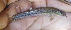 Lepidocephalichthys