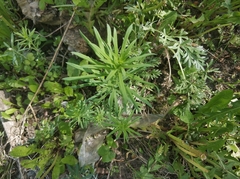 Linaria vulgaris