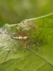 Oxyopes shweta