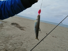 Salvelinus leucomaenis