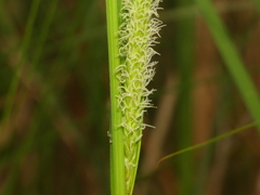 Carex atherodes