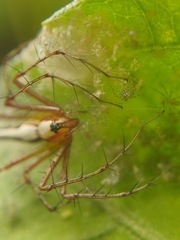 Oxyopes shweta