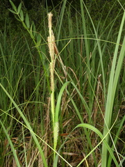 Carex atherodes