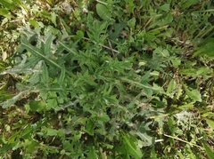 Cirsium vulgare