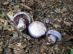 Cortinarius argenteopileatus