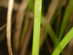 Carex atherodes