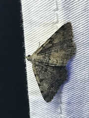 Digrammia gnophosaria