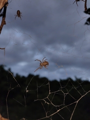 Stegodyphus sarasinorum