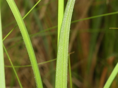 Carex atherodes