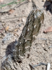 Pterocactus tuberosus