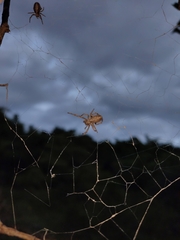 Stegodyphus sarasinorum