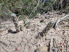 Pterocactus tuberosus