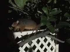 Pseudocheirus peregrinus