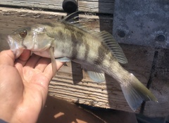 Paralabrax nebulifer