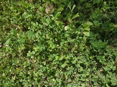 Trifolium repens