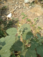 Chrozophora rottleri