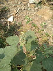 Chrozophora rottleri