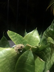 Eleutherodactylus flavescens