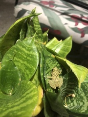 Eleutherodactylus flavescens