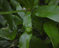 Amphibolips quercusracemaria