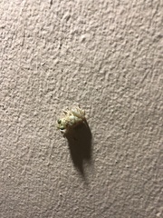 Eleutherodactylus flavescens