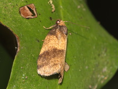 Eugoa muluana