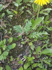 Magnoliopsida